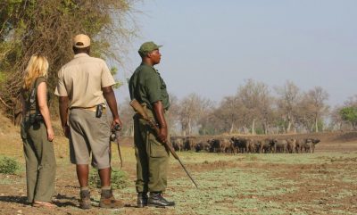 Guided Bush Walks