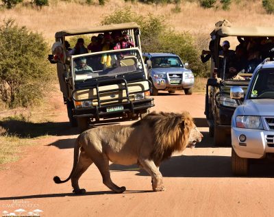 Guided Game Drives