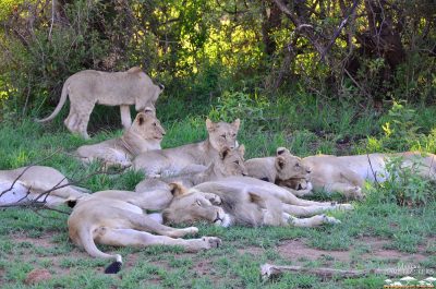 Guided Game Drives