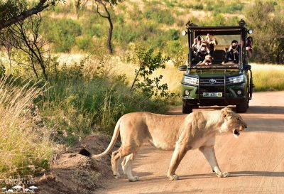 Guided Game Drives