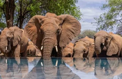 Black Rhino Game Lodge