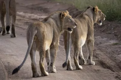 Black Rhino Game Lodge