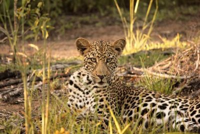 Buffalo Thorn Lodge