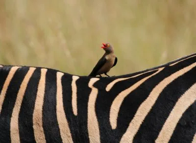 Morokolo Game Lodge