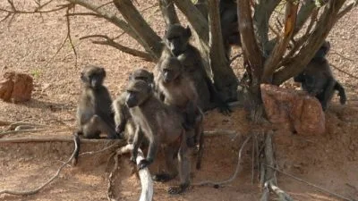 Morokolo Game Lodge