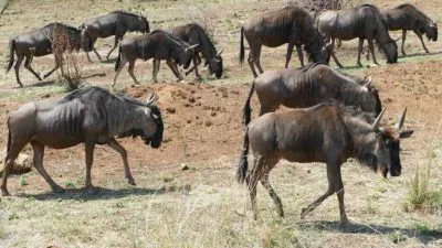 Morokolo Game Lodge