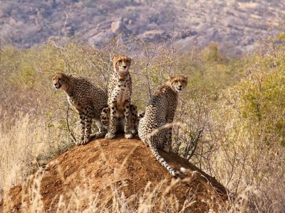 Nkala Safari Lodge