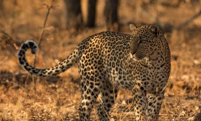 Nkala Safari Lodge
