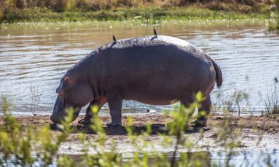 Nkala Safari Lodge